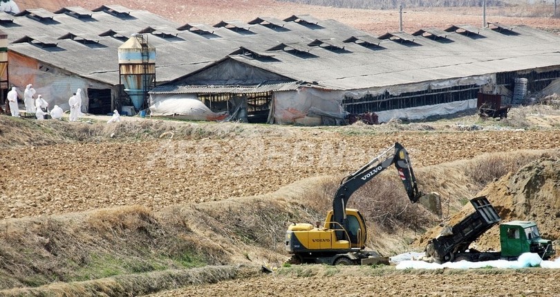 韓国、死んだネコから鳥インフルエンザウイルス確認 韓国、死んだネコから鳥インフルエンザウイルス確認