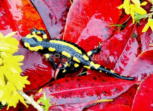 サンショウウオの四肢再生の謎を解明か、ヒト臓器再生に期待 サンショウウオの四肢再生の謎を解明か、ヒト臓器再生に期待