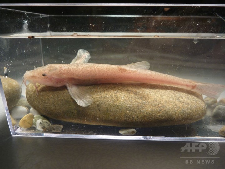 ドイツでダイバーが見つけた珍魚、欧州初の「洞窟魚」と確認 ドイツでダイバーが見つけた珍魚、欧州初の「洞窟魚」と確認
