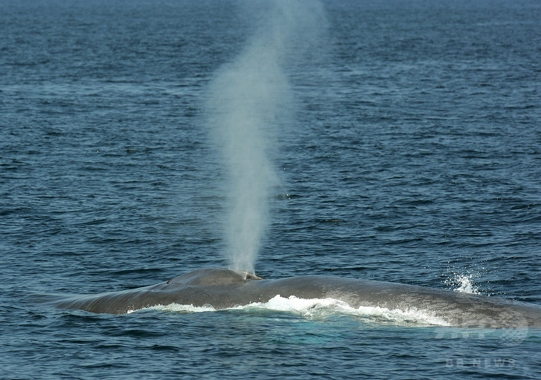 一斉に歌い始めるシロナガスクジラ、記録に成功 国際研究 一斉に歌い始めるシロナガスクジラ、記録に成功 国際研究