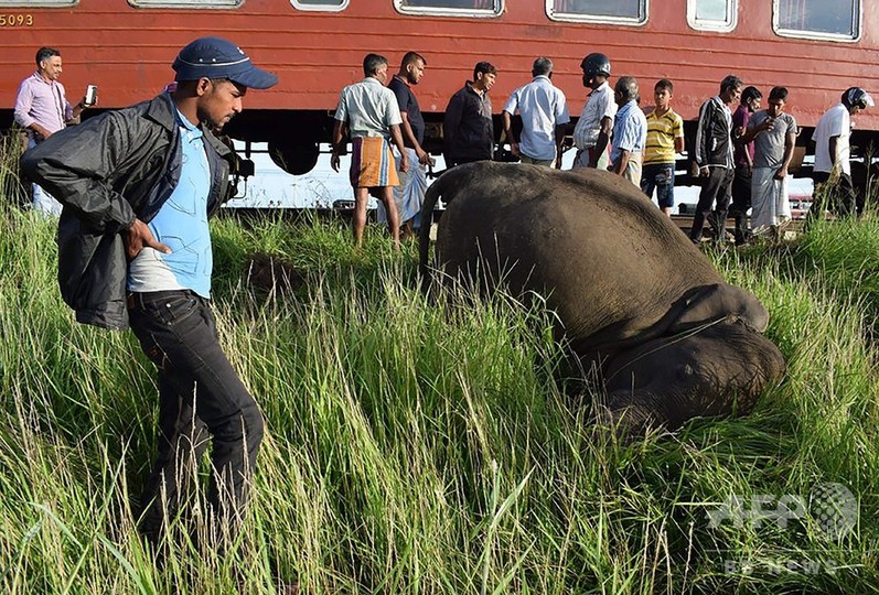 ゾウの子ども3頭、列車と衝突死 スリランカ ゾウの子ども3頭、列車と衝突死 スリランカ