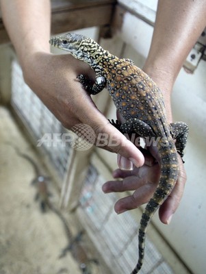 絶滅危惧のコモドオオトカゲ、人工ふ化に成功 インドネシア 絶滅危惧のコモドオオトカゲ、人工ふ化に成功 インドネシア