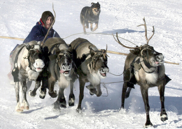 北極圏の温暖化でシベリアのトナカイ遊牧が危機、数万頭餓死も