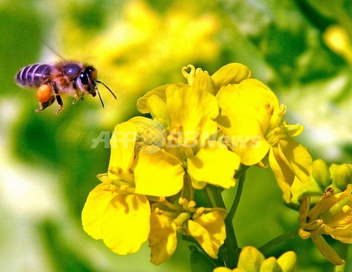 花粉を運ぶハチ、年間約24兆円相当の経済効果 花粉を運ぶハチ、年間約24兆円相当の経済効果