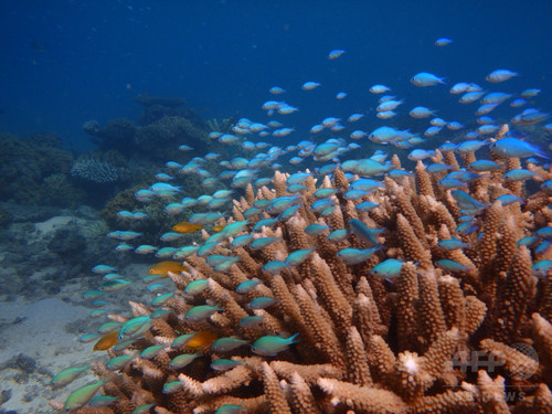 サンゴ礁の魚、群れからの分離がストレスに 豪研究 サンゴ礁の魚、群れからの分離がストレスに 豪研究
