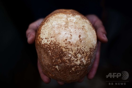 中東で発見の現生人類の頭蓋骨、人類大移動解明の手掛かりに 中東で発見の現生人類の頭蓋骨、人類大移動解明の手掛かりに