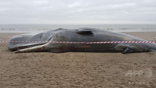 マッコウクジラ4頭打ち上げられる、英東部海岸 マッコウクジラ4頭打ち上げられる、英東部海岸