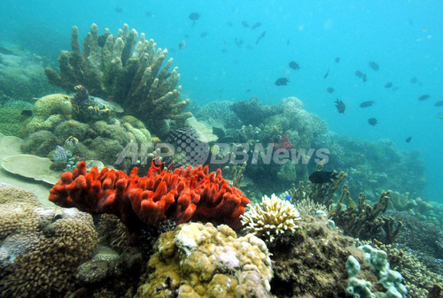 豊かな海洋生態系を誇る「コーラル・トライアングル」、温暖化で今世紀末に死滅も WWF報告 豊かな海洋生態系を誇る「コーラル・トライアングル」、温暖化で今世紀末に死滅も WWF報告