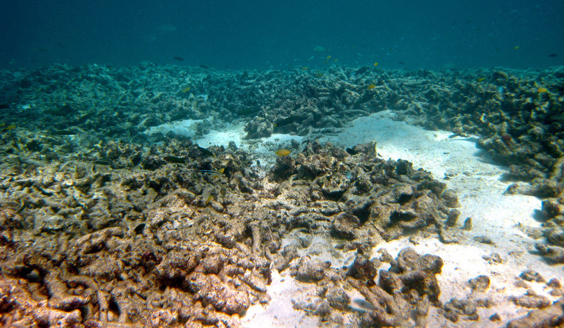 サンゴの敵の海藻、ヒトデからサンゴを守る 研究 サンゴの敵の海藻、ヒトデからサンゴを守る 研究