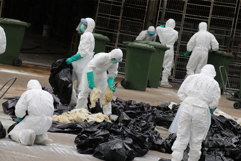 香港、鳥インフルで今冬初の死者 広東省に渡航歴 香港、鳥インフルで今冬初の死者 広東省に渡航歴