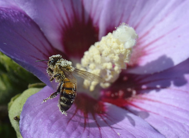 「花粉はハチミツの成分」、欧州議会で合意 GMO促進の恐れも
