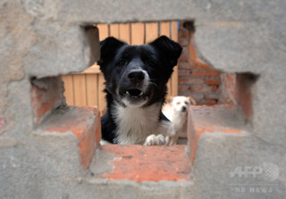 警官が犬を撲殺、怒った男性2人が拘留される 中国 警官が犬を撲殺、怒った男性2人が拘留される 中国