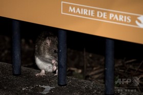 ネズミ駆除に1.8億円、仏パリ市が美化計画 ネズミ駆除に1.8億円、仏パリ市が美化計画