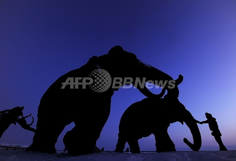 史上最小のマンモス、350万年前のクレタ島に生息 英研究 史上最小のマンモス、350万年前のクレタ島に生息 英研究