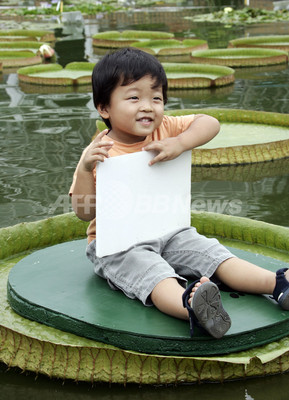 水に浮く大きな葉に乗ろう、東山動植物園で子ども向け夏休み企画 水に浮く大きな葉に乗ろう、東山動植物園で子ども向け夏休み企画