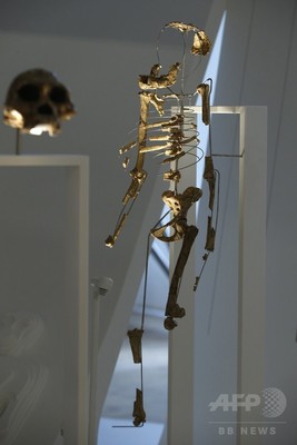 猿人ルーシー、1日の3分の1以上を樹上で過ごした可能性 研究 猿人ルーシー、1日の3分の1以上を樹上で過ごした可能性 研究