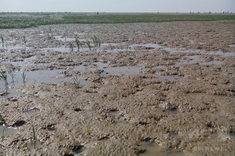 ロヒンギャ難民をヘドロ状の無人島へ移送、バングラで計画進む ロヒンギャ難民をヘドロ状の無人島へ移送、バングラで計画進む