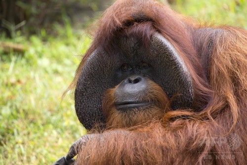 手話できるオランウータン「チャンテック」死ぬ、39歳 米動物園 手話できるオランウータン「チャンテック」死ぬ、39歳 米動物園