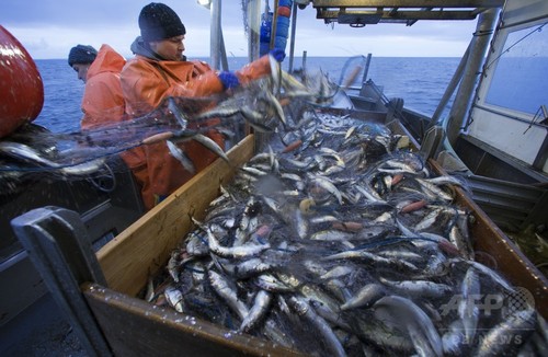過小評価される世界の漁獲高、漁業資源不足傾向も 研究 過小評価される世界の漁獲高、漁業資源不足傾向も 研究