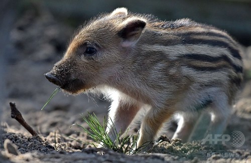 かわいいイノシシの赤ちゃん、ドイツ東部