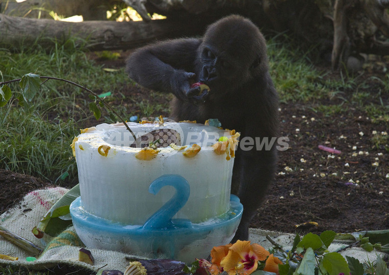 希少なニシローランドゴリラの赤ちゃん、2歳に 米サンディエゴ動物園 希少なニシローランドゴリラの赤ちゃん、2歳に 米サンディエゴ動物園