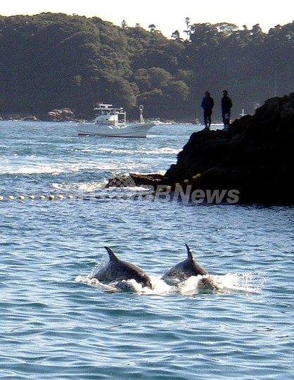 イルカ漁の太地町に「クジラ牧場」構想、和歌山県 イルカ漁の太地町に「クジラ牧場」構想、和歌山県