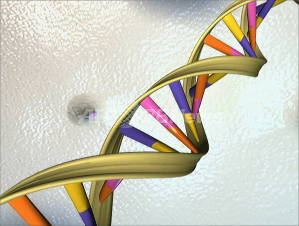子どもの遺伝子の新たな変異、父親の年齢高いほど発生