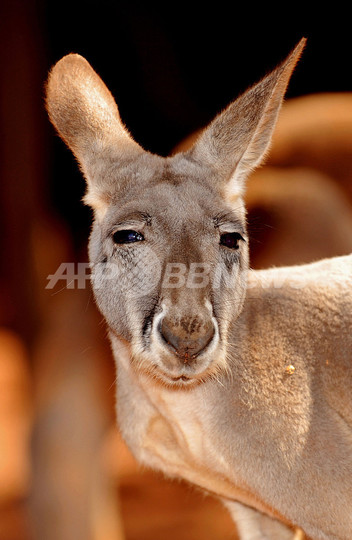 野生のカンガルーが診療所を「襲撃」、豪クイーンズランド州 野生のカンガルーが診療所を「襲撃」、豪クイーンズランド州
