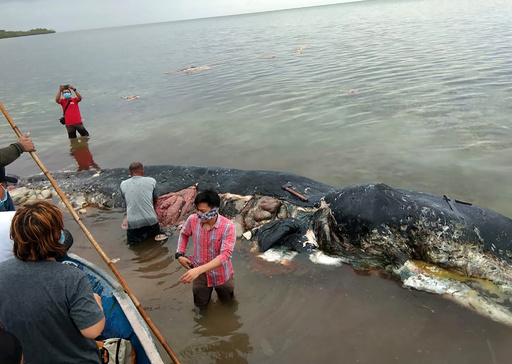 プラごみ海洋汚染 米ngo 過去10年間の動物への被害を報告 写真9枚 国際ニュース Afpbb News