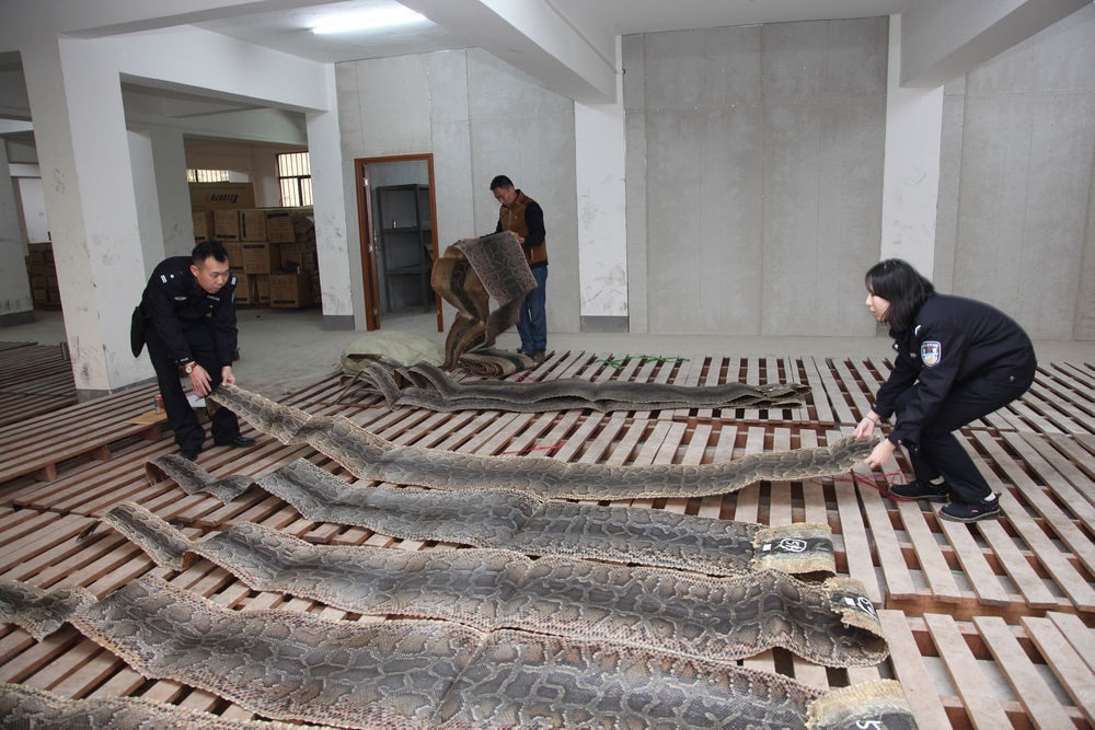 国際ニュース：AFPBB News「中国最大規模」のヘビ革密輸事件、主犯に懲役13年 海南省