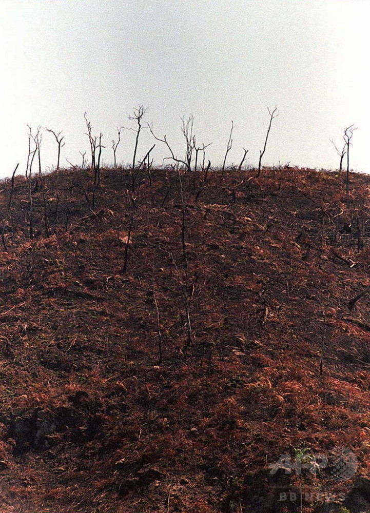 アマゾン森林火災 先住民と野生動物が危機に ペルー 写真1枚 国際ニュース afpbb news