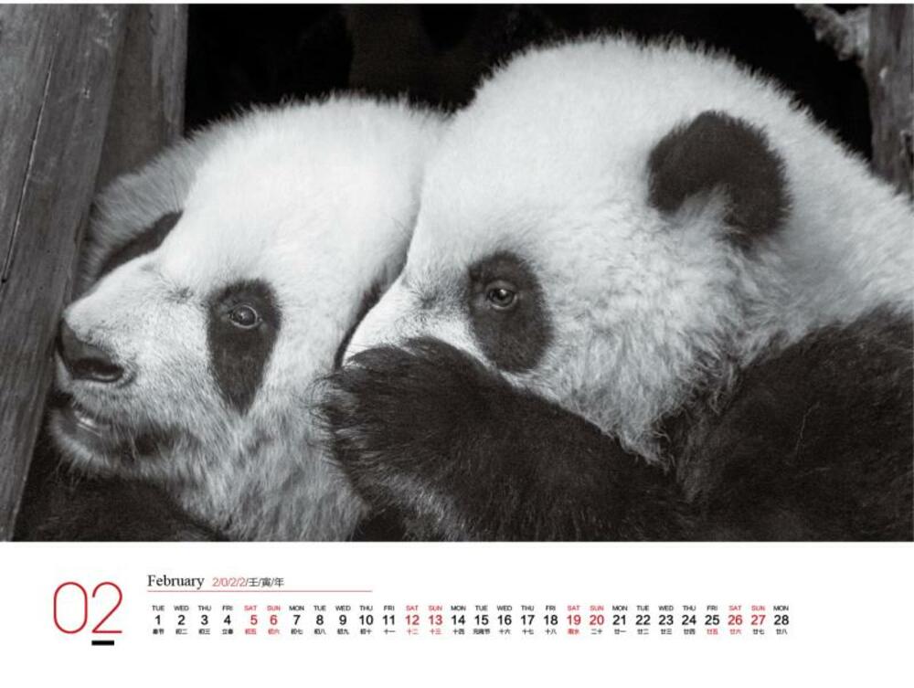 パンダ郵便局 パンダの卓上カレンダーを新発売 日本でも販売予定 写真4枚 国際ニュース Afpbb News