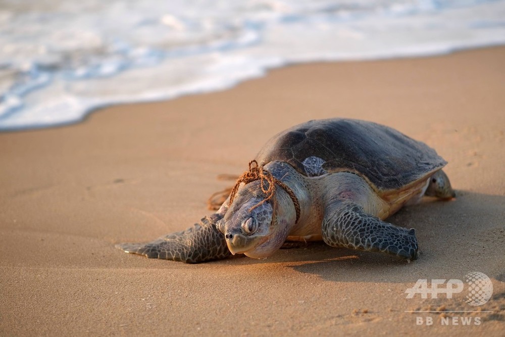 ヒメウミガメ死骸 首にロープ巻き付いた状態で発見 インド南部 写真4枚 国際ニュース Afpbb News ヒメウミガメ死骸 首にロープ巻き付いた状態で発見 インド南部 写真4枚 国際ニュース Afpbb News