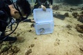 タイ・マー島沖で自然保護施設で育てられたサメの子を放す人（2021年11月25日撮影）。(c)Lillian SUWANRUMPHA / AFP