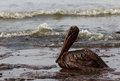 米南部沖のメキシコ湾（Gulf of Mexico）の原油流出事故で油まみれになったカッショクペリカン。米ルイジアナ（Louisiana）州East Grand Terre Islandで撮影。流出した原油はルイジアナ州沿岸部に大量に押し寄せている（2010年6月4日撮影）。(c)AFP/Getty Images/Win McNamee