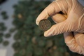スペイン南部セビリアの工事現場から見つかった古代ローマ時代の硬貨。同市の考古学博物館で（2016年4月28日撮影）。(c)AFP/Gogo Lobato