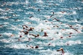 トルコ・イスタンブールで開かれた「ボスポラス海峡大陸間水泳大会」の参加者ら（2019年7月21日撮影）。(c)Yasin AKGUL / AFP
