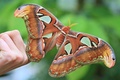 チェコ・ブルノ（Brno）のマサリク大学（Masaryk University）の植物園で、来園者の指にとまる世界最大級のガ「ヨナグニサン」（2014年9月16日撮影）。(c)AFP/RADEK MICA