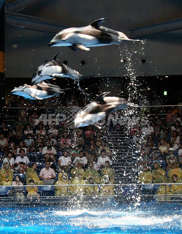 判官びいき」？ イルカのラッキーくん、大人気 - 東京 写真4枚 国際