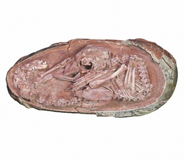 恐竜の卵の化石 初期の恐竜の卵は柔らかかった、初の発見、定説覆す