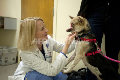 飼い主の少女守り顔面失った英雄犬 治療終え母国へ 写真1枚 国際ニュース Afpbb News