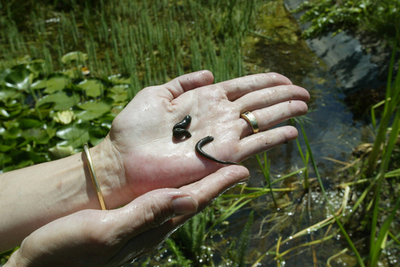 ヒルが吸った血をDNA鑑定、8年後に犯人逮捕 オーストラリア