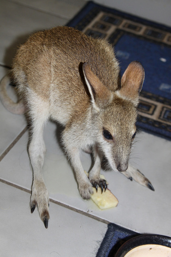 フェイスブックで赤ちゃんワラビー販売、豪で男逮捕