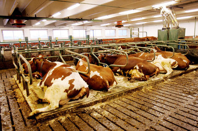 狂牛病の「可能性高い」症例、ノルウェーで検出