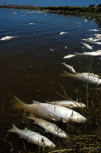 魚が原因不明の大量死、ザンビア