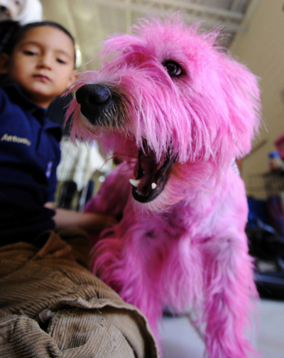 ピンクの犬も登場、エルサルバドルのドッグショー