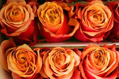 花の香りを強めることに成功、イスラエル研究チーム