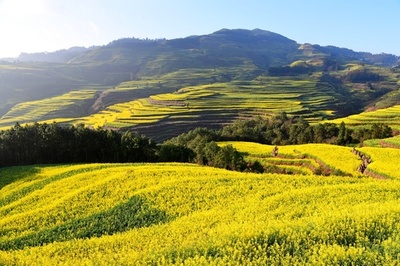 雲南・ 羅平では菜の花畑がもう満開
