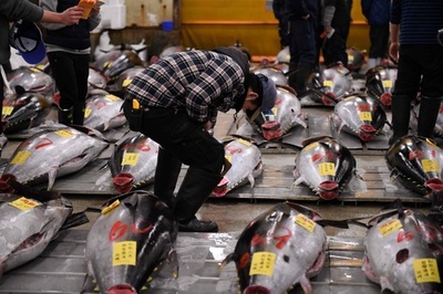 築地市場最後の初競り、マグロ最高値3600万円超