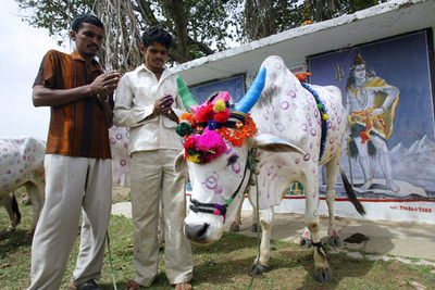 豊作を祈るインドの伝統祭の主役、飾り牛
